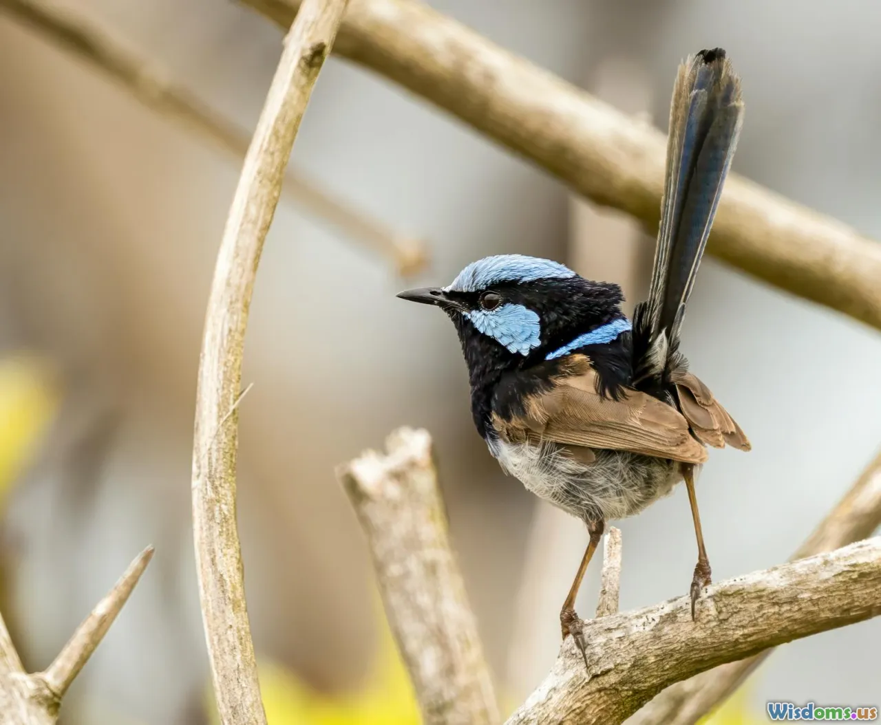 rotational_grazing, ecosystem_health, prairie_grassland, biodiversity