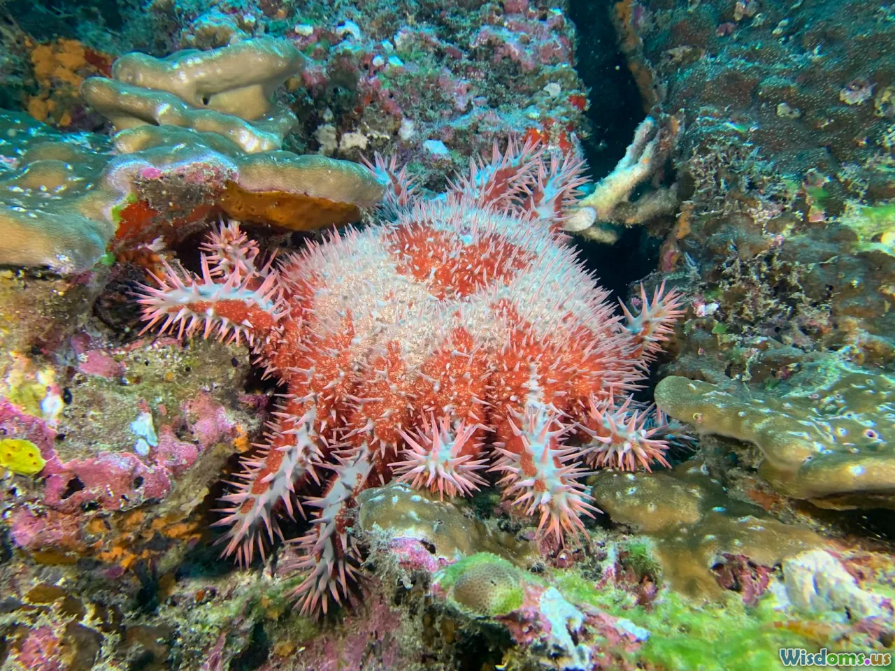 Discovering the Top Five Surprising Predators of Tropical Reefs