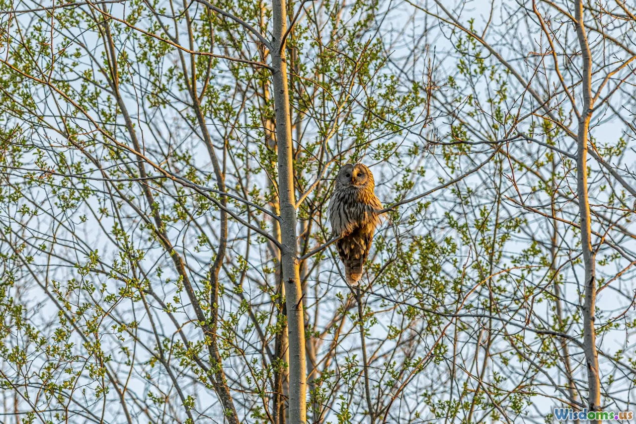 How Owl Anatomy Inspired Silent Aviation Technology