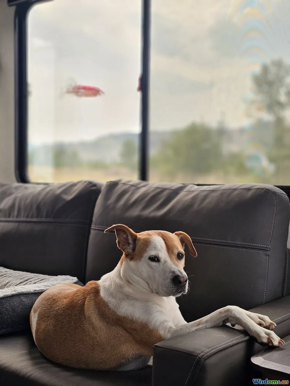 How Scent Work Transforms Bored Dogs into Calm Happy Companions