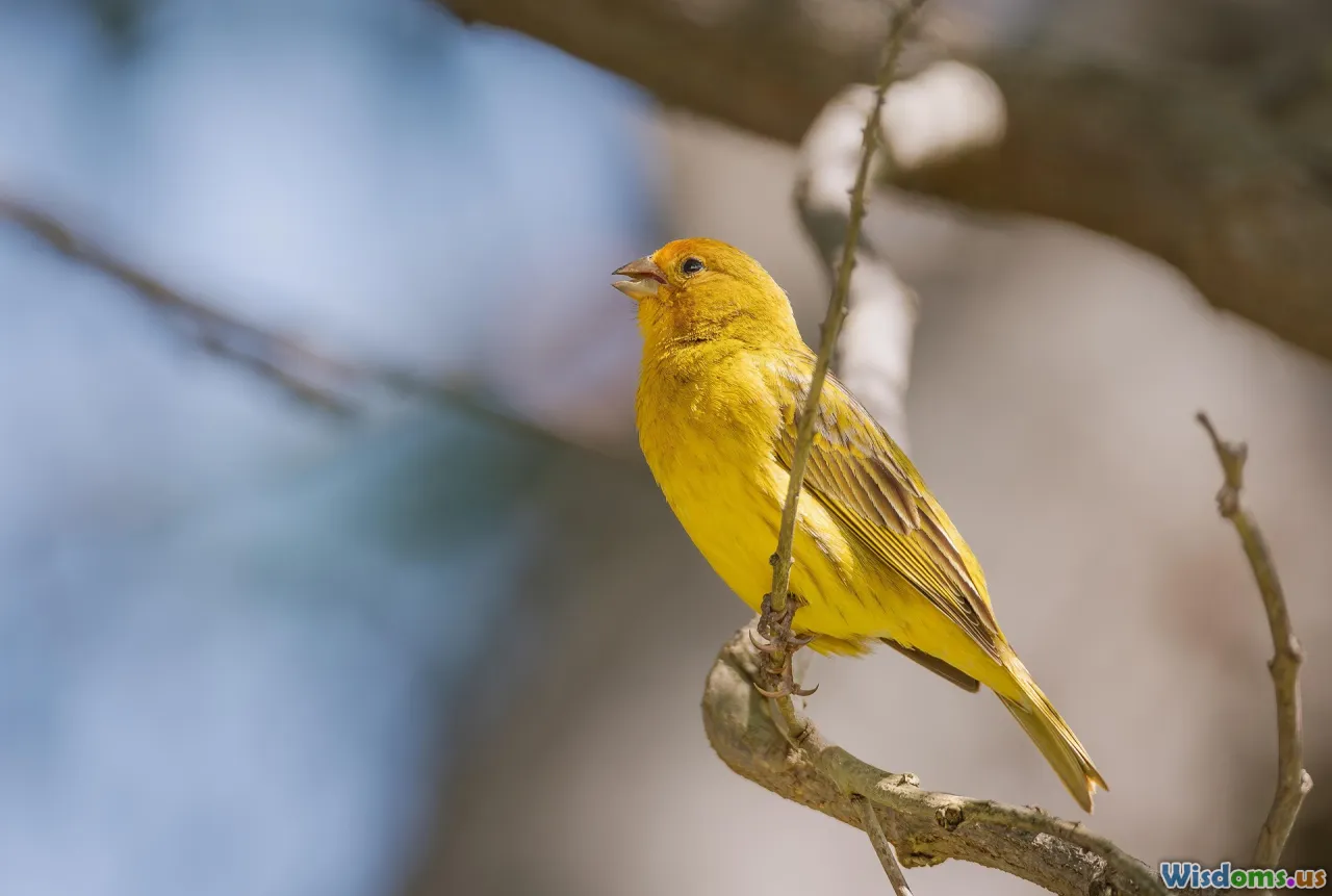 The Science Behind Colorful Plumage in Finches