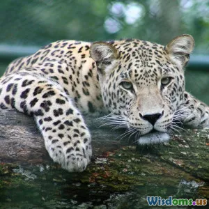 How Zoos Are Saving the Amur Leopard