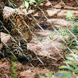 Natural Selection Myths That Most Wildlife Lovers Believe