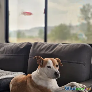 How Scent Work Transforms Bored Dogs into Calm Happy Companions